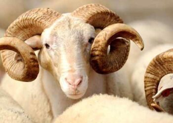 Ibrahim, a.s., ugledao je meleka Džibrila koji je nosio velikog, bijelog i rogatog ovna iz Dženneta