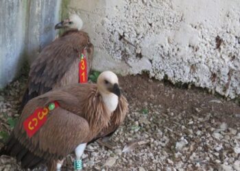 Zbog helikoptera se podavili mladunci bjeloglavih supova u Uvcu