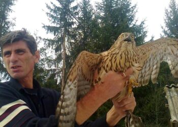 BJELOPOLJAC RATKO TIMOTIJEVIĆ GOLIM RUKAMA UHVATIO DŽINOVSKOG ORLA