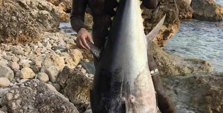Ulcinjanin ulovio tunu od 109 kilograma na dubini od 12 metara