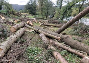 Sandžak/Bijelo Polje: Veliki ekološki incident, uništeni čempresi uz obalu Lima