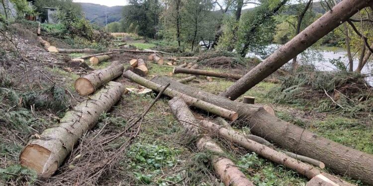 Sandžak/Bijelo Polje: Veliki ekološki incident, uništeni čempresi uz obalu Lima