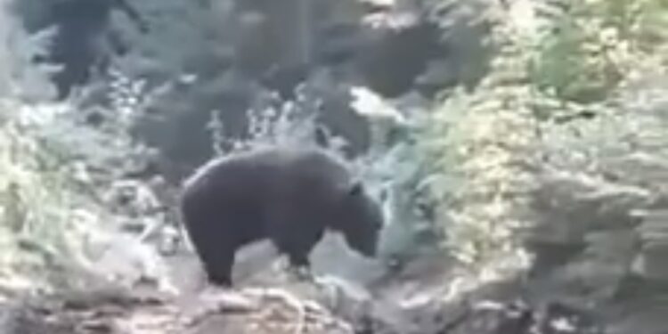 (VIDEO) SUSRETI MEDVJEDA I LJUDI U MOJSTIRSKO-DRAŠKOM KRAJU