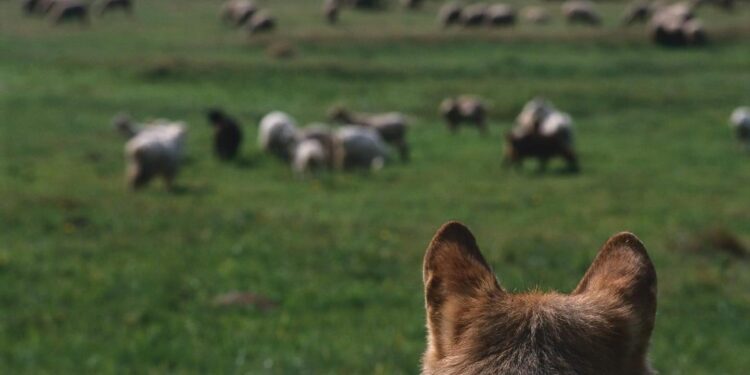 BIJELO POLJE: DRAGAN ŠILJAK IZ MUSLIĆA SPASIO JAGNJE OD VUKA