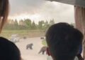 (VIDEO) Medvjedi pred očima brojnih turista ubili uposlenika zoološkog vrta