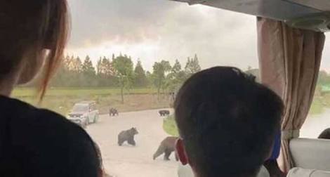 (VIDEO) Medvjedi pred očima brojnih turista ubili uposlenika zoološkog vrta