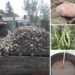 BIJELO POLJE: NA GAZDINSTVU MUJA VREVE U PAŠIĆA POLJU UŽURBANO SE UBIRA LJETINA