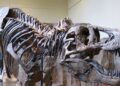 New York: Skelet dinosaura prodan za 27,5 miliona dolara