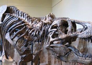 New York: Skelet dinosaura prodan za 27,5 miliona dolara