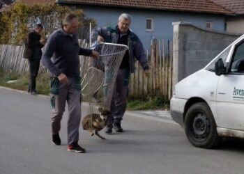 (VIDEO) U Tutinu sprovedena akcija humanog zbrinjavanja pasa