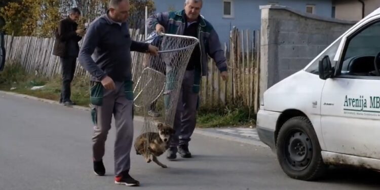 (VIDEO) U Tutinu sprovedena akcija humanog zbrinjavanja pasa
