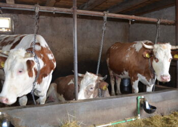 Borba protiv supermikroba: Otpornost na lijekove opasnija od virusa COVID-19?