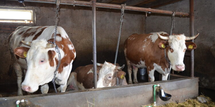 Borba protiv supermikroba: Otpornost na lijekove opasnija od virusa COVID-19?