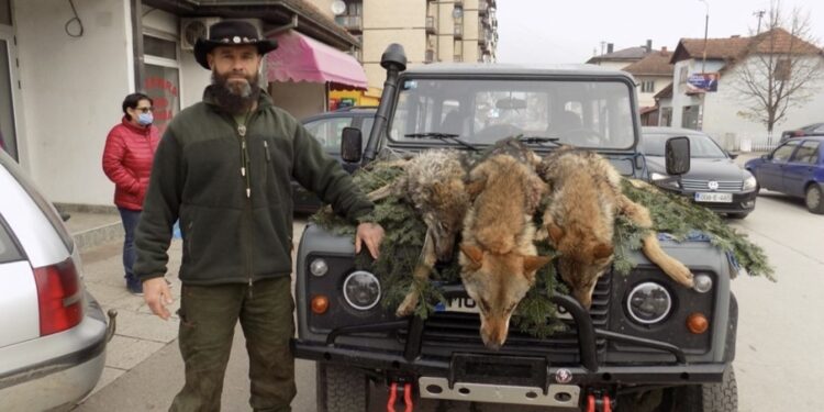 Lovac iz BiH upucao vuka – vođu čopora, vučicu i mladog vuka