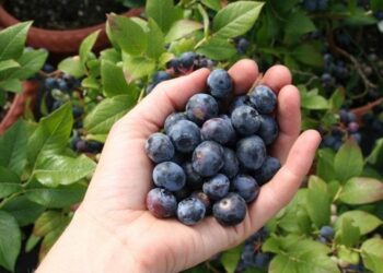 OVO MORATE ZNATI: NAJBOLJE NAMIRNICE ZA ZDRAVLJE PLUĆA I DISAJNIH PUTEVA