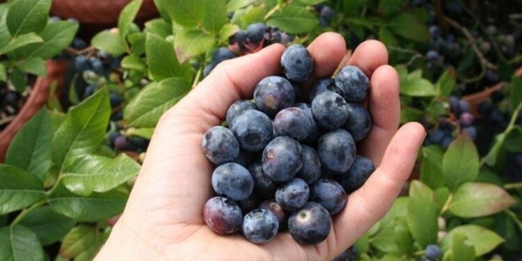 OVO MORATE ZNATI: NAJBOLJE NAMIRNICE ZA ZDRAVLJE PLUĆA I DISAJNIH PUTEVA