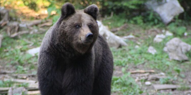AVION USMRTIO MEDVJEDA DOK JE SLIJETAO NA PISTU