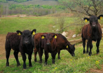 Hrvatska: Tri brata Maturanec uzgajaju crne anguse, a imaju i vlastitu klanicu