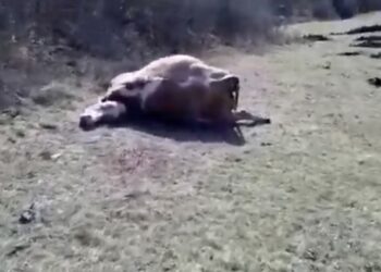 (VIDEO) PORODICI HODOVIĆ IZ KONIČA UGINULE TRI KRAVE