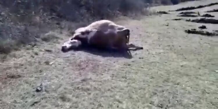 (VIDEO) PORODICI HODOVIĆ IZ KONIČA UGINULE TRI KRAVE