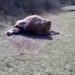 (VIDEO) PORODICI HODOVIĆ IZ KONIČA UGINULE TRI KRAVE