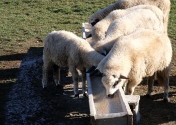 (VIDEO) Farmeri Pešteri spremni za zimu