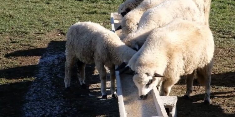 (VIDEO) Farmeri Pešteri spremni za zimu