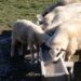 (VIDEO) Farmeri Pešteri spremni za zimu