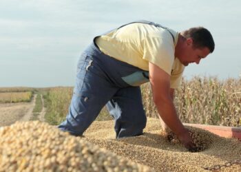 Cijena kukuruza pada, a soja biljeeži pozitivne trendove