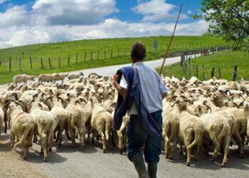 Uzimaju milijune eura subvencija za pašnjake na kojima pasu virtualne ovce?