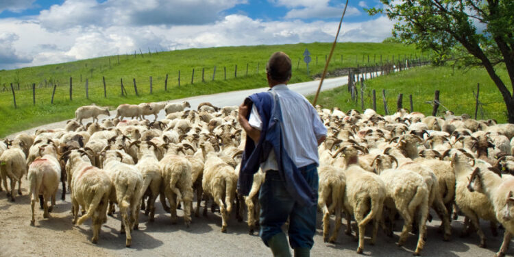 Uzimaju milijune eura subvencija za pašnjake na kojima pasu virtualne ovce?
