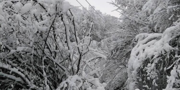 Zapadni Sandžak: Teške posljedice sniježnog nevremena, oboreni dalekovodi