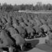 Hitler i islam: Knjiga o kojoj bruji Njemačka!