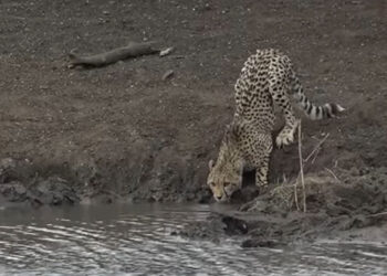 (VIDEO) BRUTALAN SNIMAK SA SAFARIJA: GEPARD PIO VODU, ALI NIJE SHVAĆAO DA GA NEKO VREBA