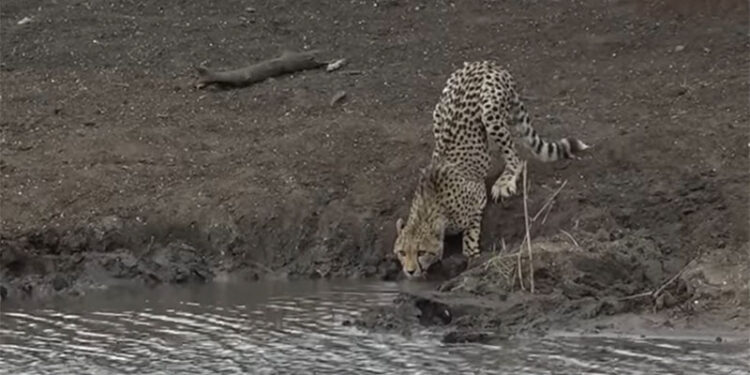 (VIDEO) BRUTALAN SNIMAK SA SAFARIJA: GEPARD PIO VODU, ALI NIJE SHVAĆAO DA GA NEKO VREBA