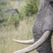 Vlasti Namibije će zbog suše i napada na ljude prodati 170 slonova
