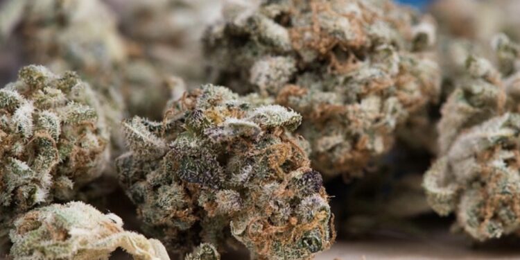 Pronađeno 236 grama marihuane, uhapšen Bjelopoljac