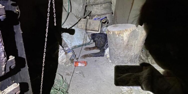 Nakon potresa u Petrinji porodica ostavila psa zavezanog za panj u podrumu