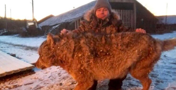 (VIDEO) RUS GOLIM RUKAMA ZADAVIO VUKA / Kamere snimile okršaj