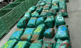 U Podgorici zaplijenjeno 500 kilograma marihuane