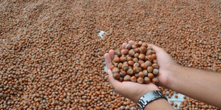 Turska prošle godine od izvoza lješnjaka zaradila oko dvije milijarde dolara