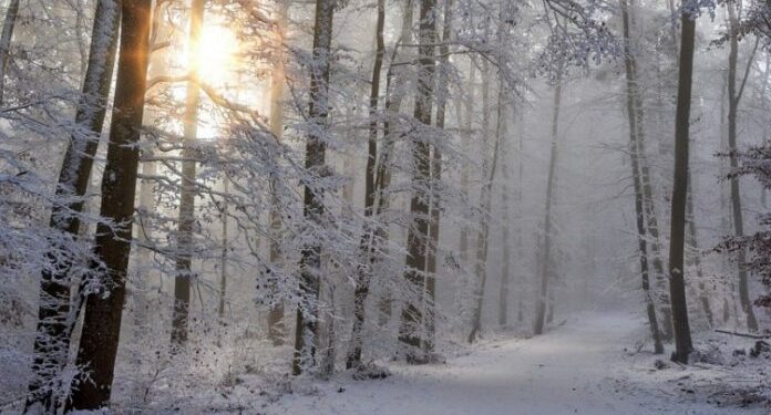 MAJKA OSTAVILA TROJE DJECE U ŠUMI NA -15