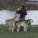 (VIDEO) Želio se fotografisati sa pet vukova, ali nije očekivao da će uraditi ovo kada ga ugledaju!