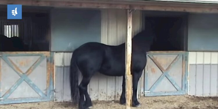 (VIDEO) Kobila je često nestajala, vlasnik se iznenadio kada je postavio kameru