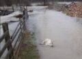 (FOTO) Pljevlja: U naseljima Ševari, Židovići i drugim djelovima grada poplave napravile štetu mještanima – Stradalo i troje jagnjadi