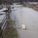 (FOTO) Pljevlja: U naseljima Ševari, Židovići i drugim djelovima grada poplave napravile štetu mještanima – Stradalo i troje jagnjadi
