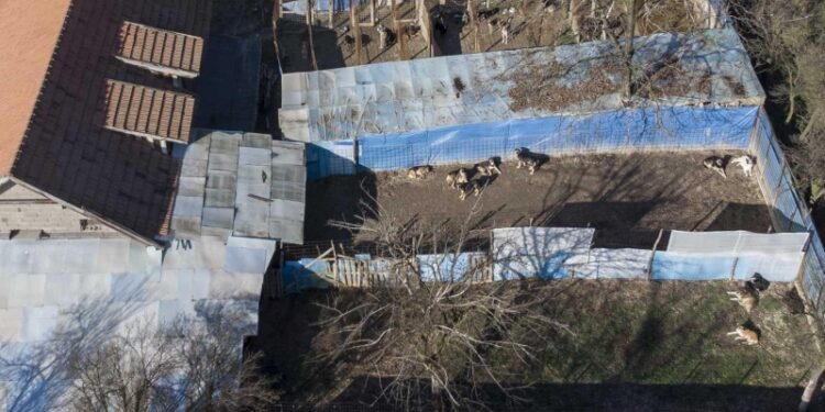 Zenica: U ilegalnim azilima drže hiljade pasa lutalica koje skupo prodaju po Evropi