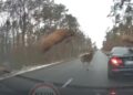 (VIDEO) Vozač BMW-a jedva izbjegao sudar s krdom jelena. Ovo je bilo nevjerovatno