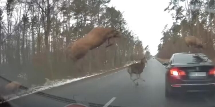 (VIDEO) Vozač BMW-a jedva izbjegao sudar s krdom jelena. Ovo je bilo nevjerovatno