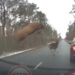 (VIDEO) Vozač BMW-a jedva izbjegao sudar s krdom jelena. Ovo je bilo nevjerovatno